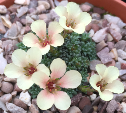 Saxifraga 'Tetin' 